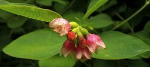 Common Snowberry