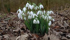 Common Snowdrop