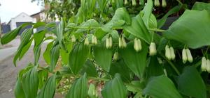 Solomon's Seal