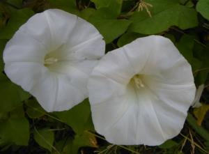 Large Bindweed