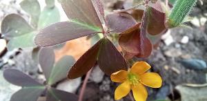 Spreading Yellow Sorrel