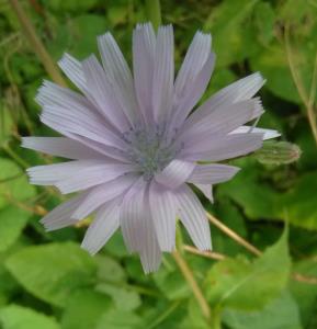 Common Blue Sow-thistle