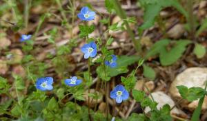 Common Field Speedwell