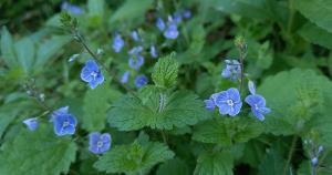 Germander Speedwell