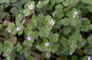 Ivy-leaved Speedwell