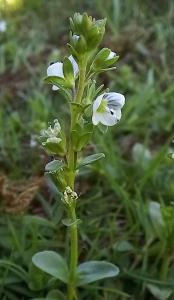 Thyme-leaved Speedwell