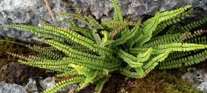 Maidenhair Spleenwort