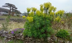 Mediterranean Spurge