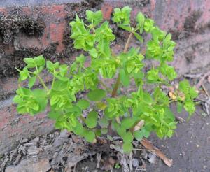 Petty Spurge