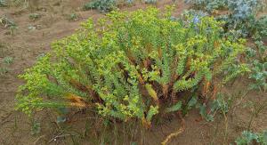 Sea Spurge