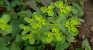 Sun Spurge