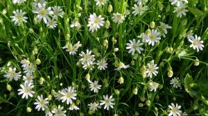 Greater Stitchwort