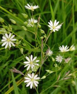 Lesser Stitchwort