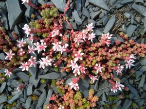 English Stonecrop