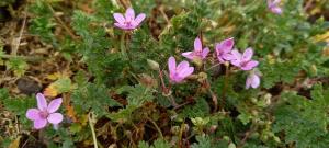 Common Storksbill