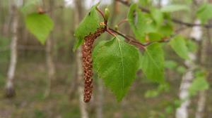 Silver Birch