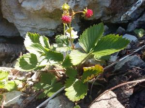 Wild Strawberry