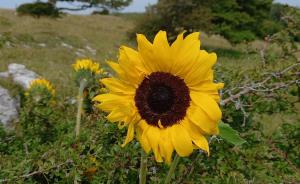 Annual Sunflower