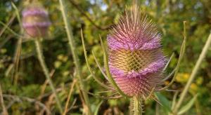 Wild Teasel