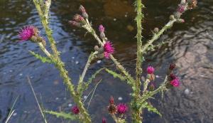 Marsh Thistle