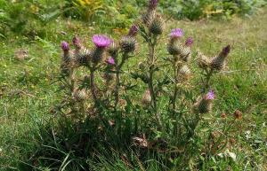 Spear Thistle