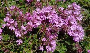 Wild Thyme