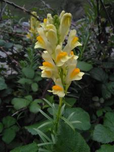 Common Toadflax