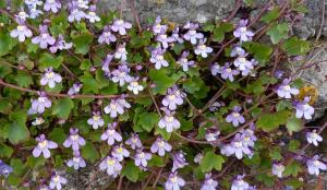 Ivy-leaved Toadflax