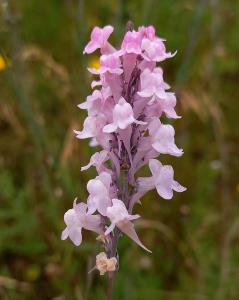 Purple Toadflax