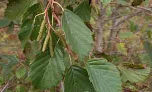 Grey Alder