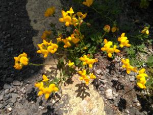 Bird's-foot Trefoil