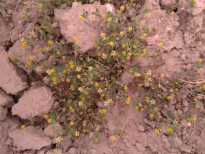 Lesser Trefoil