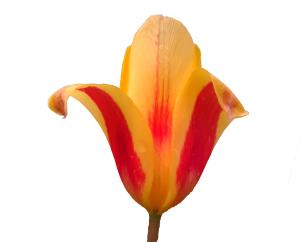 Garden Tulip