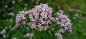 Common Valerian