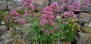 Red Valerian