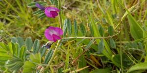 Common Vetch