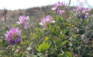 Crown Vetch