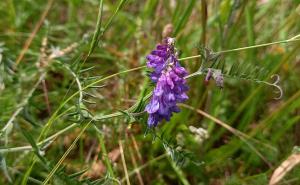 Tufted Vetch