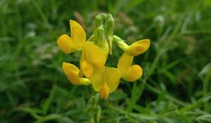 Meadow Vetchling