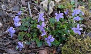 Common Dog Violet