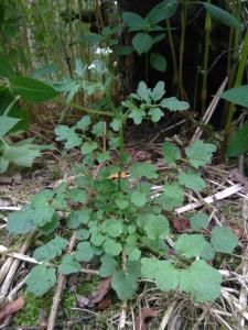 Hairy Bittercress