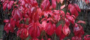 Virginia Creeper