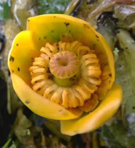 Yellow Water Lily