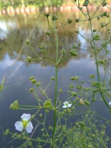 Common Water-plantain