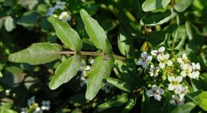 Watercress