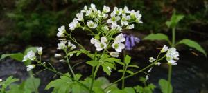 Large Bittercress