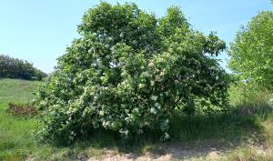 Common Whitebeam