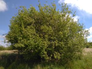 Goat Willow