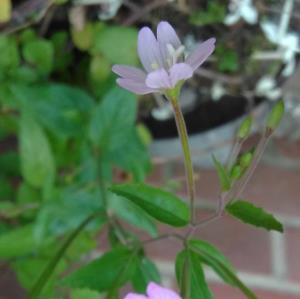 Broad-leaved Willowherb