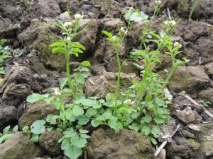 Wavy Bittercress